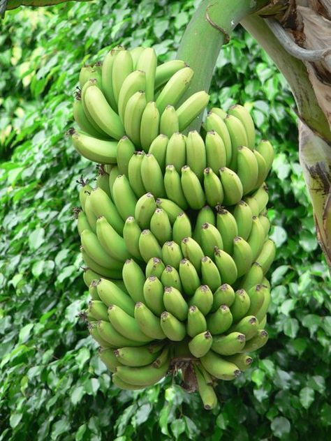 bananaas Plantain Tree, Benefits Of Eating Bananas, Como Plantar Pitaya, Keep Bananas Fresh, Jamaican Beef Patties, Cooking Bananas, Banana Pie, Thanh Long, Eating Bananas