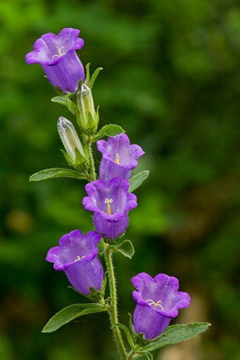 Norway Flowers, Purple Campanula, Campanula Flower, Campanula Flowers, Canterbury Bells, Bell Flowers, Garden Mural, Hummingbird Garden, 강아지 그림