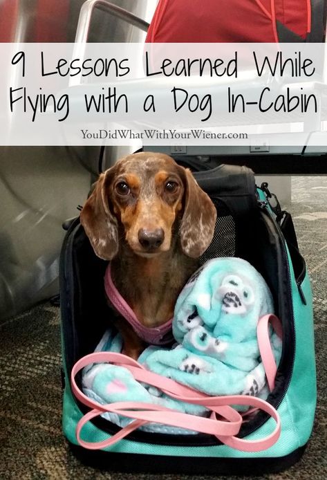 Lessons Learned While Flying With A Dog = Gretel and I were invited to attend the PetSafe Paw Print Blogger Summit in Knoxville, TN last month. I had never flown with a dog in-cabin (or at all) before and Gretel had never been on an airplane... Flying With Pets, Dog Travel Bag, Flying Dog, Dog Friendly Hotels, On An Airplane, Dog Blog, Puppy Care, Dog Obedience, Dog Training Obedience