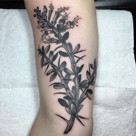 Ocotillo Tattoo, Ocotillo Cactus, Alexander Supertramp, Succulent Tattoo, Botanical Tattoos, Icon Tattoo, Botanical Tattoo, Cactus And Succulents, Line Drawing