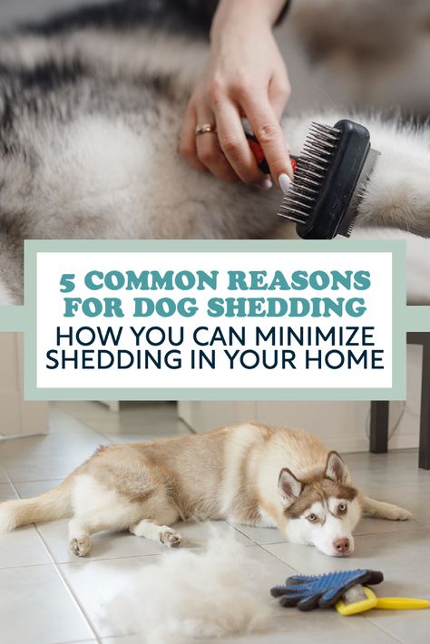 Dog Brush For Shedding, Shedding Dog Tips, Dog Shedding Remedies, Stop Dog Shedding, Dog Probiotics, Hair Removal At Home, Pet Shed, Dog Brush, Bernard Dog