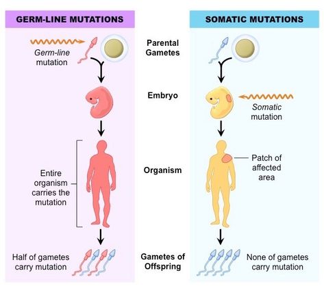 Cell Junctions Notes, Bacterial Cell Structure, Mitochondria Is The Powerhouse Of The Cell, Cell Membrane Diagram, Female Genital System Histology, A Level Biology, Body Cells, Genetic Mutation, Biology Notes