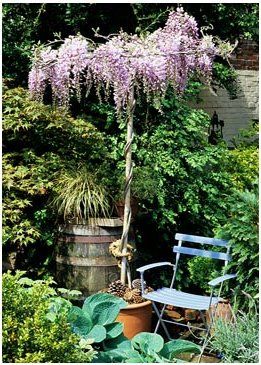 Wisteria umbrella in bloom ln center garden middle of table Wisteria Tree, Goth Garden, Sun Garden, Ballet Art, Terracotta Pot, Urban Gardening, Garden Flower, Garden Trellis, To Cast