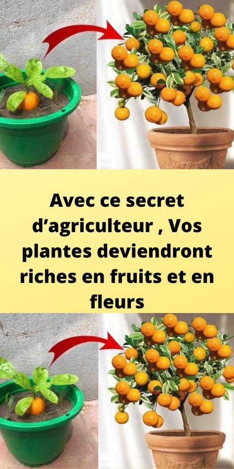 Avec ce secret d’agriculteur , Vos plantes deviendront riches en fruits et en fleurs