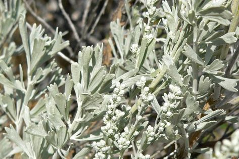 wild sage Big Sagebrush, Sage Brush, Eucalyptus Deglupta, Sunflower Family, State Flowers, Black Rock Desert, Dried Plants, Great Basin, Etsy Stuff