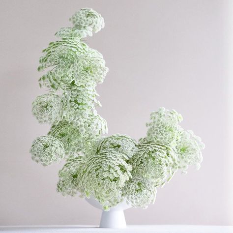 Marginpar on Instagram: “Ammi Visnaga ‘Casablanca’ looks like a lace cloud on itself. But when @josephmassie works his magic he turns it into a flower cloud of pure…” Gifted Flowers, Ammi Visnaga, Flower Cloud, Flower Farm, Casablanca, A Flower, Hanukkah Wreath, Flower Arrangements, Mood Board