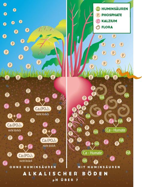 Coal Formation, Acid And Alkaline, Humic Acid, Acid Base, Fulvic Acid, Molecular Structure, Growing Tips, Sandy Soil, Clay Soil