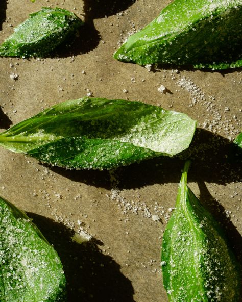 Fried Basil Leaves, Gotham Greens, Fried Basil, Basil Leaf, Basil Oil, Basil Recipes, Lemon Basil, Greenhouse Growing, Cooks Illustrated