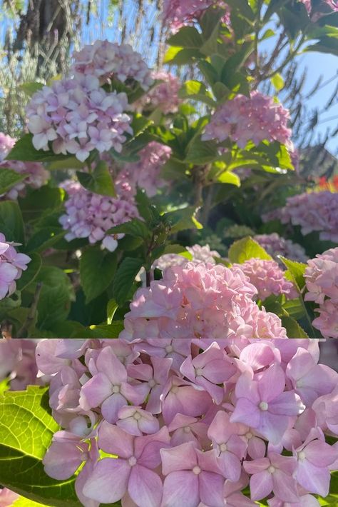 enjoy some flower power☮️ Endless Summer Bloomstruck Hydrangea, Bloomstruck Hydrangea, Hydrangea Shrub, Let's Dance, Lets Dance, Endless Summer, Hydrangea, Flower Power, Flowers