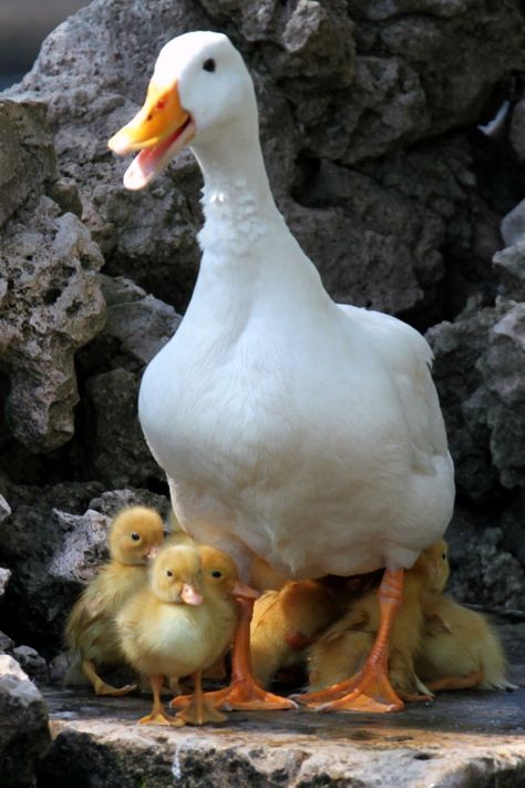 Ternura Duck Quacking, Duck Pictures, Duck And Ducklings, Duck Photo, Cute Ducklings, Quack Quack, Baby Ducks, Kung Fu Panda, White Duck