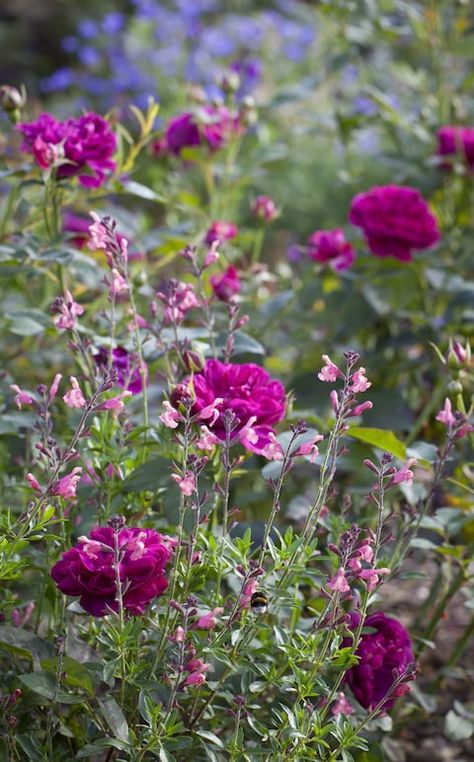 Rose Garden Landscape, Rose Garden Design, Cottage Garden Plants, Garden Shrubs, English Cottage Garden, Growing Roses, Have Inspiration, Plant Combinations, Garden Care