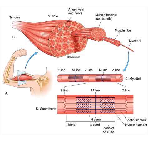 Muscle Cells Anatomy, Muscle Structure Anatomy, Muscle Notes, Muscular System Anatomy, Human Muscular System, Muscle Diagram, Jeopardy Template, Muscle System, Muscle Structure