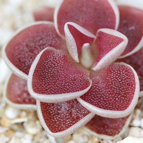 Lotus Flower Seeds, Succulent Seeds, Weird Plants, Types Of Succulents, Succulent Gardening, Unusual Plants, Unusual Flowers, Plants For Sale, Carnivorous Plants