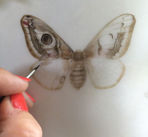 Dianne Sutherland: A Visit to the William Cowley Works: Trying out Tr... Coloured Pencil Illustration, Vellum Drawing, Puriri Moth, Dianne Sutherland, Vellum Art, Plants Drawing, Dry Brush Painting, Moth Illustration, Fantasy Nature