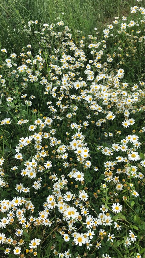 Wall Pepper, Camomile Flower, Ivy Tree, Daisy Plant, Garden Inspo, Anime Wall, Spring Mood, Beautiful Goddess, Garden Stuff