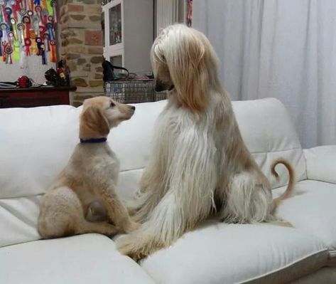 and we ALWAYS sit on sofas especially white ones Afghan Hound Puppy, Afghan Hounds, Hound Breeds, Sight Hounds, Hound Puppies, Afghan Hound, Gift For Dog Lover, Hound Dog, Gift For Dog