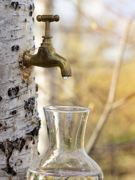 How To Tap Birch Trees: Birch Syrup And Other Uses For Birch Sap Guava Tree, Sage Herb, Sage Plant, Hill Country Homes, Spring Forest, Single Tree, Side Garden, Cherry Tart, Birch Trees