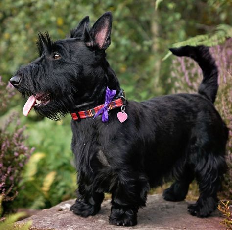 Scottish Terrier Puppy, Hypoallergenic Dog Breed, Irish Terrier, Hypoallergenic Dogs, Terrier Breeds, Purebred Dogs, Humphrey Bogart, Best Dog Breeds, Lap Dogs