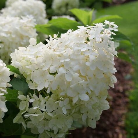 New Plants : What is Coming in 2023 - Grimm's Gardens Pufferfish Hydrangea, Puffer Fish Hydrangea, Climbing Hydrangea Vine, Hydrangeas Garden, Hydrangea Vine, Types Of Hydrangeas, Panicle Hydrangea, Climbing Hydrangea, Hydrangea Bush