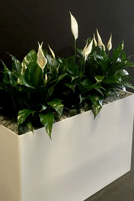 Planter Divider, Indoor Planter Box, Outside Planters, Commercial Planters, Tropical Landscape Design, Museum Cafe, Office Flowers, Artificial Plants Decor, Rectangle Planters