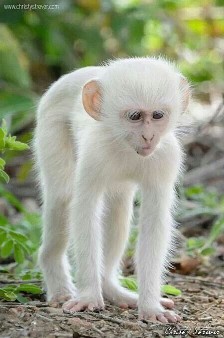 Albino monkey ♡ White Monkey, Rare Albino Animals, Vervet Monkey, Albino Animals, Mandrill, Unusual Animals, Cute Monkey, Rare Animals, Airbrush Art