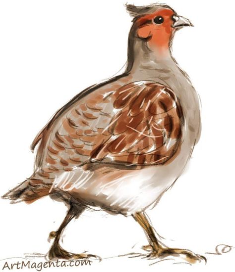 Grey Partridge, Partridge Bird, Bird Paintings, All Birds, Partridge, Bird Drawings, Bird Species, Birds Painting, Animal Art