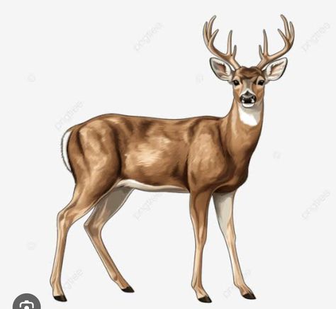 Buck Drawing, Deer Png, Deer Illustration, Mule Deer, Nature Drawing, Whitetail Deer, White Tail, Dragon Art, Design Background