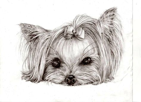 Small Dog, A Drawing, Yorkie, Yorkshire, A Dog, To Draw, Deviantart, Hair