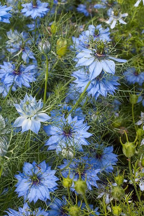 ♔ Nigella Damascena Love In Mist Flower, Nigella Love In A Mist, Natural Blue Flowers, Blue Plant Aesthetic, Blue Garden Aesthetic, Love In The Mist Flower, Love In A Mist Flower, Gardening Flowers Ideas, Nigella Flowers