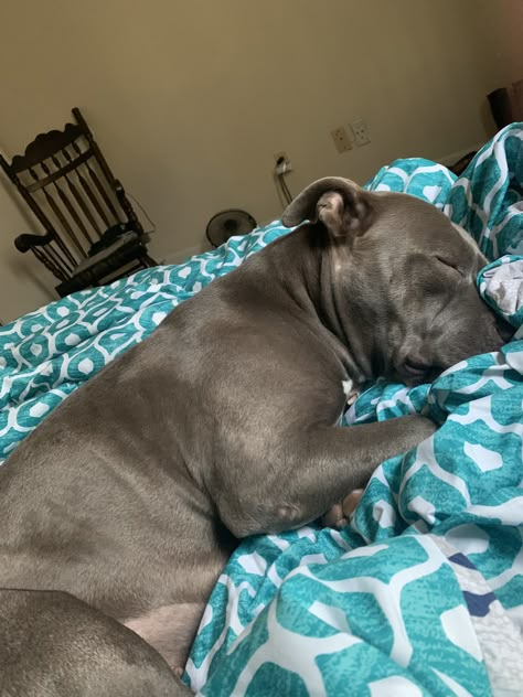 Bully Blue, Grey Pitbull, Cute Pitbulls, Pitbull Boxer, Staffy Dog, Bully Breeds Dogs, Blue Nose Pitbull, Dog Mommy, Really Cute Puppies