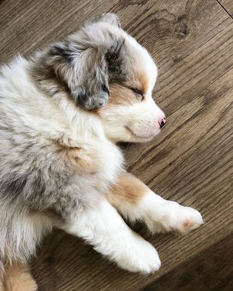 American Shepherd, Cute Dogs Images, Very Cute Puppies, Aussie Puppies, Mini Aussie, Australian Shepherd Puppies, Really Cute Puppies, Cute Dog Photos, Cute Animals Puppies