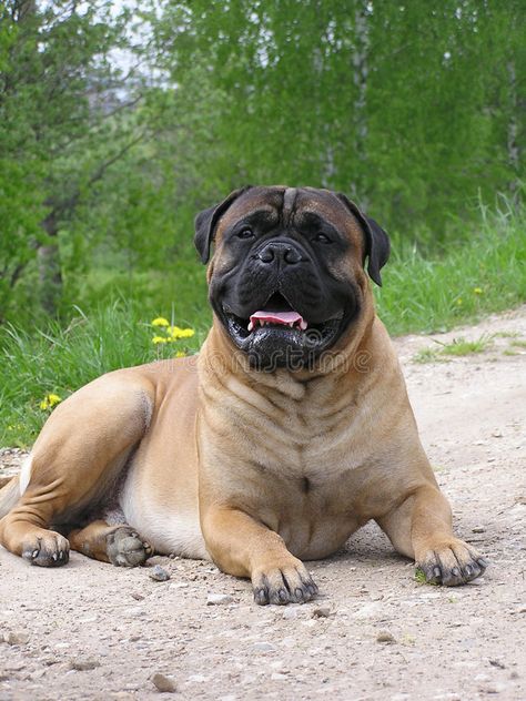 Bull Mastiff Dogs, Bull Mastiff Puppies, American Bulldog Puppies, Pet Anime, Mastiff Breeds, Cute Bulldog Puppies, Every Dog Breed, Mastiff Puppies, Mastiff Dogs