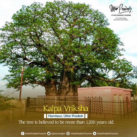 A rare and ancient '#KalpaVriksha 'tree can be found on the #Yamuna river's banks. People revere the sacred tree because they believe it has extraordinary powers and fulfills their wishes. It is stated that #LordShiva Himself bestowed his blessing on it. #Shiva #Hamirpur #UttarPradesh #Heritage #Tree #UPTourism Kalpavriksha Tree Wallpaper, Kalpa Vriksha Tree, Kalpvriksh Tree Wallpaper, Kalpvriksh Tree, Kalpavruksh Tree, Kalpavriksha Tree, Blessed Wallpaper, Dussehra Wallpapers, Dp Profile