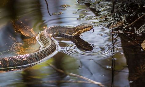 Snake Species, Milk Snake, Water Facts, Garter Snake, Places In Florida, Snake Venom, Beautiful Snakes, Moving Water, Catching Fish