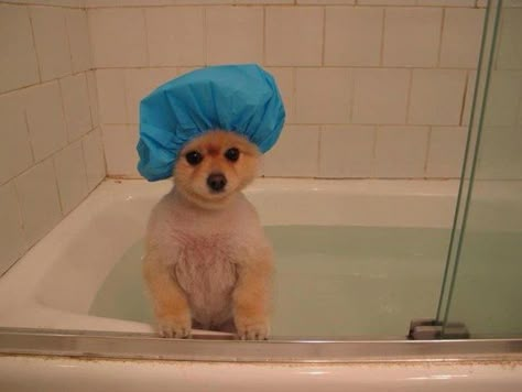 The shower is your place to analyze every conversation of the day and think of every possible thing you could've said. Baby Pomeranian, Getting A Puppy, Blue Merle, Adorable Dogs, Animals Cute, To Cute, Funny And Cute, Cute Animal Pictures, Meme Funny