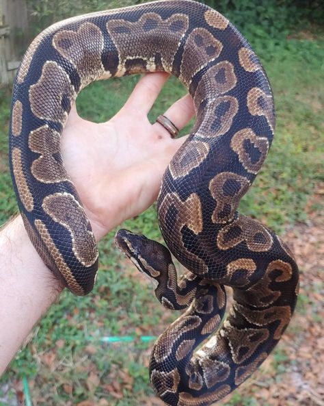 Female Ball Pythons Pinstripe Ball Python, Pretty Ball Python Morphs, Cool Ball Python Morphs, Monsoon Ball Python, Royal Python, Ivory Ball Python, Ball Python Axanthic, Orange Dream, Belly Button Piercing Jewelry