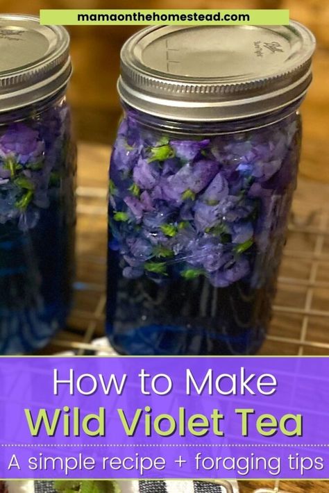 Violet Tea is a beautiful, refreshing, & medicinal spring drink. Make this wild violet tea recipe with flowers picked right in your backyard! #wildviolets #commonblueviolet #violettea #wildviolettea #wildedibles #eattheyard #herbaltea #homemadeherbaltea #foraging #homesteading #homesteadmama Violet Tea, Herb Drink, Tea Blends Recipes, Spring Drink, Edible Flowers Recipes, Wild Food Foraging, Herbal Remedies Recipes, Foraging Recipes, Remove Warts