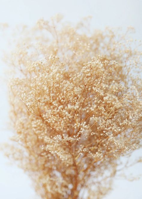 Diy Dried Flower Arrangement, Gypsophila Flower, Flower Bundle, Pumpkin Arrangements, Flower Company, Dried Bouquet, Pumpkin Centerpieces, Dried Floral, Baby's Breath