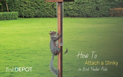 How to Attach a Slinky to Bird Feeder Pole to Keep Squirrels Away - BirdsDepot How To Keep Squirrels Out Of Bird Feeder, Bird Feeder Poles, Squirrel Proof Bird Feeders, Squirrel Feeder, Homemade Bird Feeders, Simple Video, Squirrel Funny, Diy Bird Feeder, Diy Birds