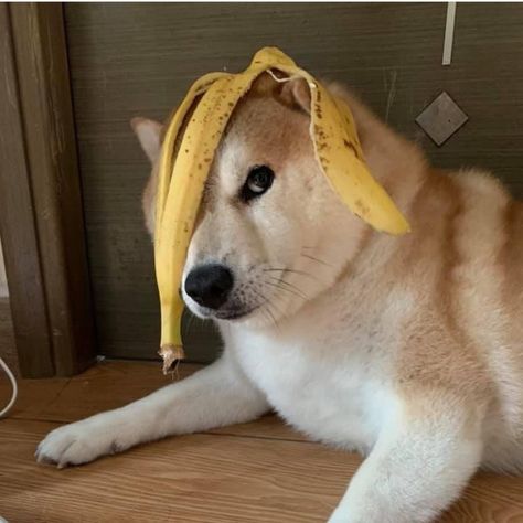 Silly Animal Pictures, Japanese Dogs, Dog Poses, Shiba Inu Dog, Loyal Dogs, Silly Dogs, Silly Animals, Fluffy Animals, Cute Cats And Dogs