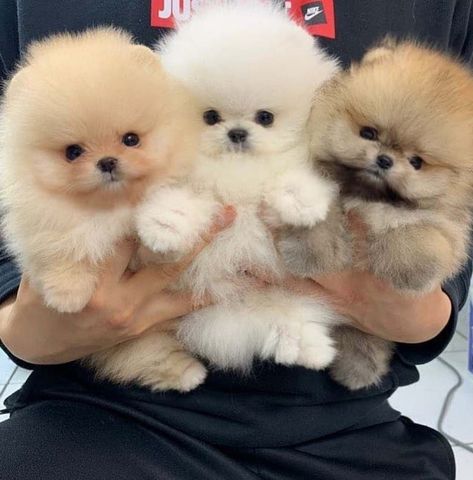 Pomeranian Puppy Teacup, Cute Fluffy Dogs, Pomeranian Puppy For Sale, Cute Dogs Images, Very Cute Puppies, Really Cute Puppies, Pomeranian Puppies, Super Cute Puppies, Cute Small Animals