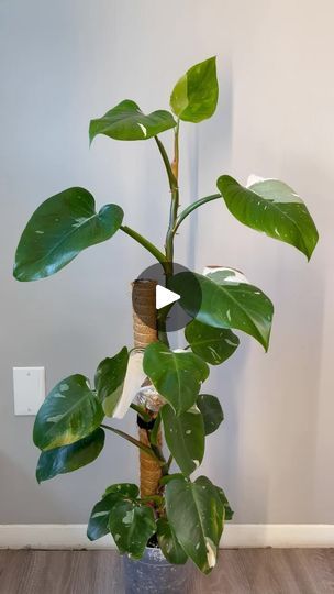 Philodendron White Princess, Princess Philodendron, Jason Derulo, Make Me Happy, Plants, White