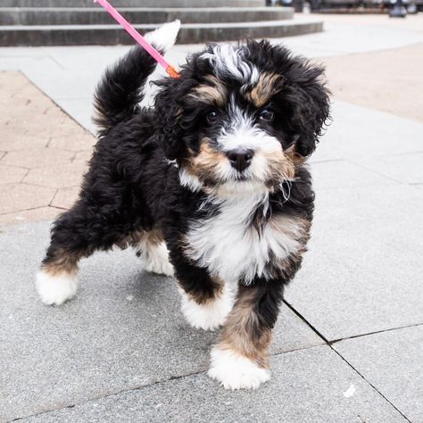 Oscar, Miniature Bernedoodle (2 m/o), Father Demo Square, New York, NY • “He loves biting shoes and destroying our carpet.” @oscardoodledood Bernadoodle Puppy, Bernedoodle Puppy, Super Cute Puppies, Love My Dog, Silly Dogs, Poodle Puppy, Baby Puppies, Cute Animal Pictures, Goldendoodle