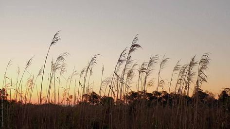 Grass Video Aesthetic, Nature Background Landscape, Aesthetic Background Landscape, Background Aesthetic Landscape, Video Of Nature, Landscape Videos, Sunset Video, Coast Landscape, Beach Grass