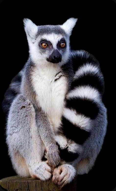 Ring Tail Lemur, Ringed Tail Lemur, Lemur Photography, Lemur Cute, Lemur Animal, Lemur Art, Ring Tailed Lemur, Wild Animals Photography, Animal Jungle