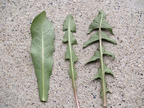 Dandelion Leaf Variations Dandelion Leaf, Dandelion Plant, Wild Yam, Dandelion Leaves, Long Lost Friend, Chicory Root, Dandelion Wish, Napa Cabbage, Botany