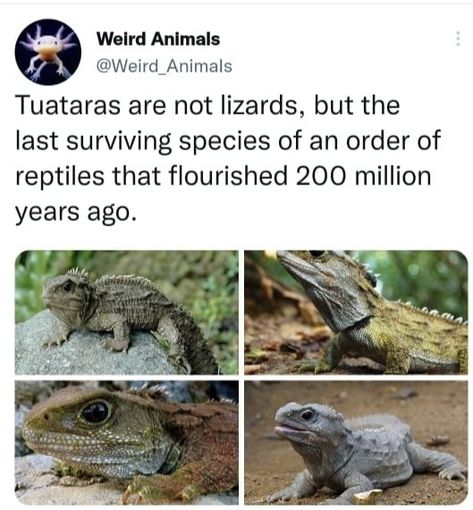 Weird Animals, Fun Science, Fun Fact, Reptiles, Are You The One, Evolution, Funny Animals, Fun Facts, Forest