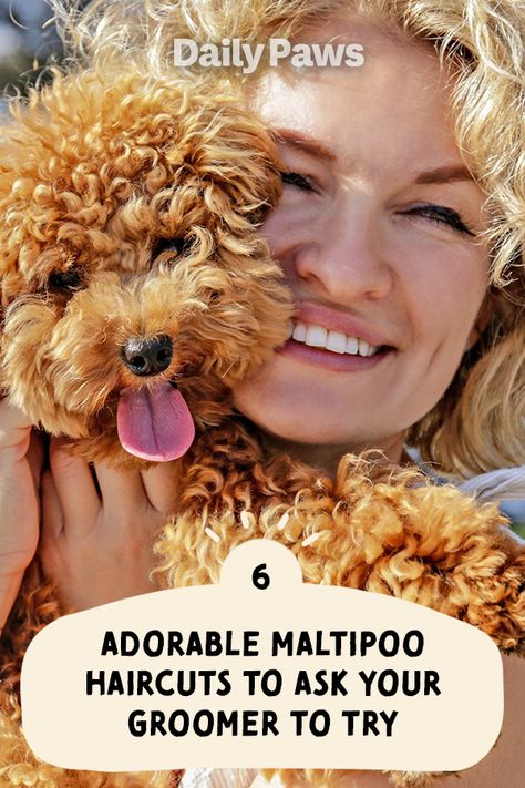 Malti Poo Haircut Styles, Maltipoo Teddy Bear Haircut, Maltipoo Accessories, Dog Grooming Styles Maltipoo, Maltipoo Grooming Styles, Maltipoo Puppy Haircuts, Maltipoo Haircut Styles Teddy Bears, Multipoo Hairstyles, Cavapoo Haircut Styles