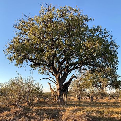 James Sansum on Instagram: “Baobab... Leadwood ... Marula ... Fever ... Mopane ... Sausage ... Whistling Thorn The Incredible Trees of Africa #thankyoujohnandjames…” Marula Tree, Fifa 20, Toy Soldiers, Fifa, Trees, The Incredibles, Tattoos, On Instagram, Instagram