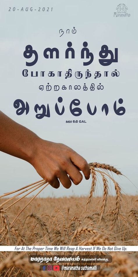 Tamil Bible verse| #maranathasuthamalli| Galatians 6:8 tamil |கலாத்தியர் 6:8 Bible Quotes Tamil, Bible Words In Tamil, Tamil Bible Words, Tamil Love Quotes, Bible Words Images, Bible Verses About Faith, Good Morning Flowers Quotes, Tamil Bible, Bible Quotes Images